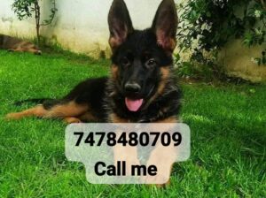 Dogs shop home delivery all India 7478480209