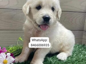 Golden retriever. WhatsApp: 8466006935