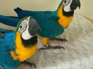 8770957624 all India parrot shop