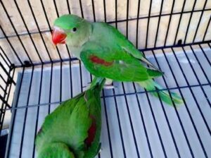 8770957624 all India parrot dog