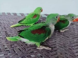 Parrot sale 8109979123 all India selling