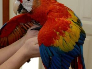 Macau parrot baby sale home delivery9707478116