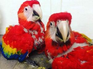 Macau parrot baby sale home delivery9707478116