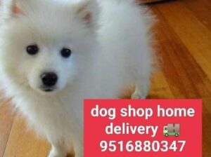 Dog shop home delivery all India 9516880347