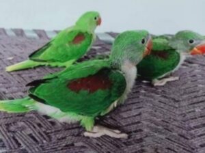 9127530166 all India parrot shop home delivery