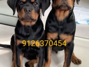Dog shop home delivery contact 9126370454