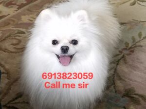 Labra dog 999 se booking all India delivery