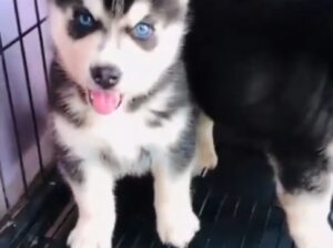 Husky puppy available