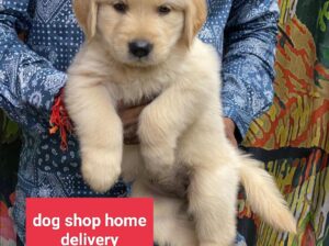 Dog shop home delivery all India 9516880347