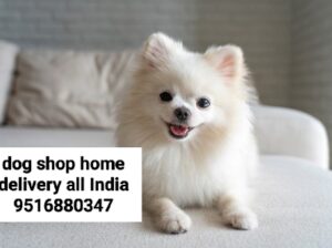 Dog male female all India delivery