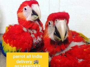 Parrot all India delivery 9516880347