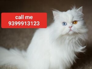 Cat’s shop home delivery contact 9399913123