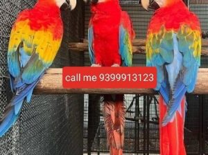 Parrot shop home delivery 9399913123