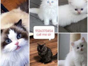 Cat’s shop home delivery contact 9126370454