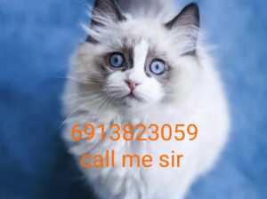 Cat6913823059
