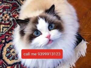 Cat’s shop home 9399913123