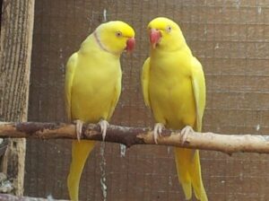Macauparrot shop all India delivery 999 se boo