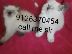 Cat9126370454
