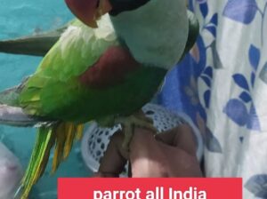 Parrot all India delivery 9516880347