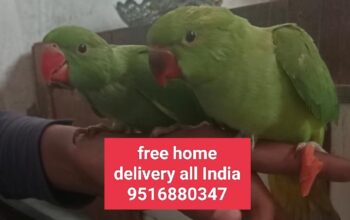Free home delivery all India 9516880347