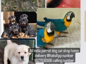 9127530166 all India dog shop home delivery