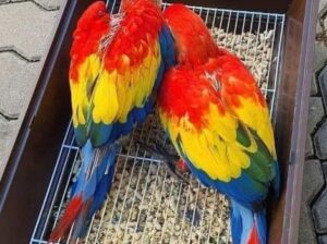 Macau parrot 🐦🦜
