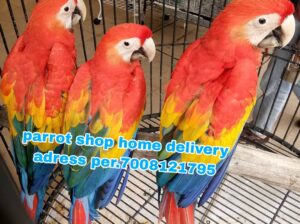 Parrot shop home delivery all India ghar par