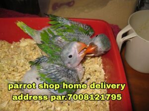 Parrot soap sell home delivery all india gar par