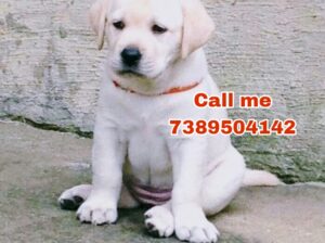 Dog Home Delivery All India
