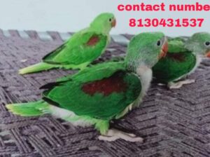 Macaw parrot shop home delivery contact number 813