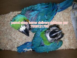 Parrot soap sell home delivery all india gar par