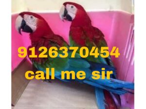Macau parrot shop home delivery 9126370454