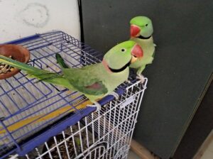 Macau parrot 🐦🦜