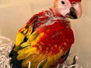 Macau parrot baby sale home delivery