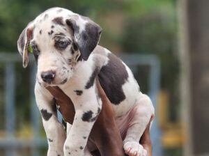 Great Dane puppy For sale top line