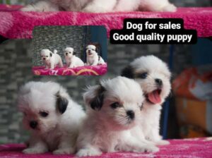 shidzu puppy for sales