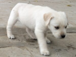 Labrador puppy for sail contact 7009532829