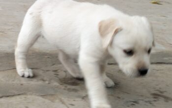Labrador puppy for sail contact 7009532829