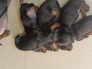 Dachshund female puppies 2 available 2,000