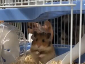 Syrian hamsters for sale