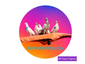 KD Super Pigeon