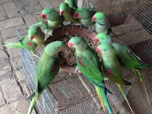 parrot home delivery all India Ghar per