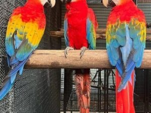 Parrot shop home delivery 7576047731