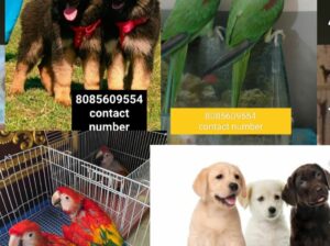 8085609554 contact number parrot shop all India de
