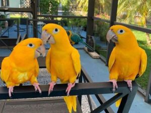 Parrot shop home delivery