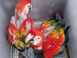 7067694461 all India parrot shop home delivery