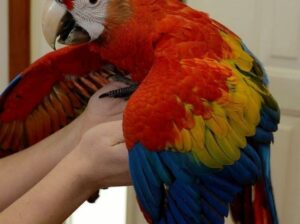 Macau parrot baby sale 6026079113