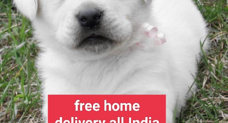 Dog shop home delivery 🚚6913614407