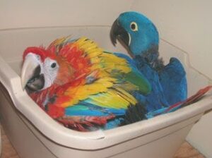 Parrot shop home delivery 7576047731