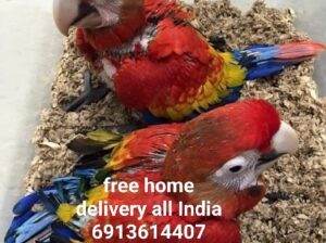 Free home delivery all India 6913614407
